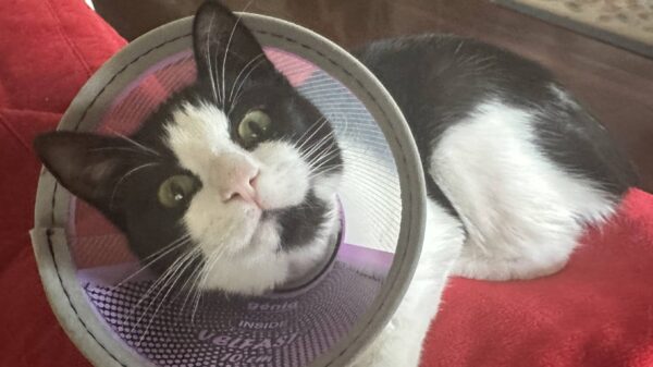 Help Ellie Heal and Give Others a Second Chance