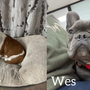 Help keep Mini's Bulldog Rescue Club operating