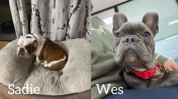 Help keep Mini's Bulldog Rescue Club operating
