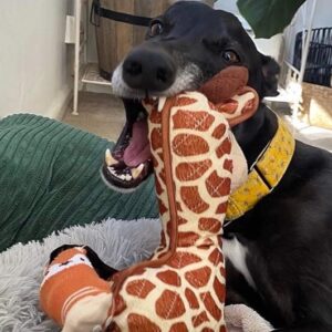 Jasper’s Emergency Medical Fund