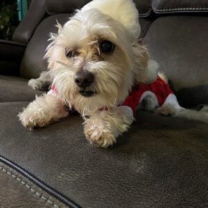 please help benny get vet treatment.