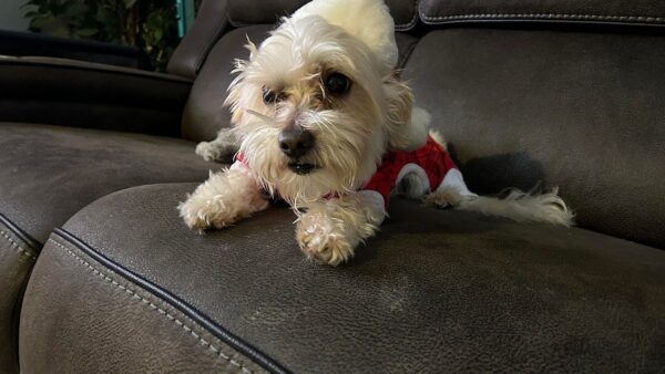 please help benny get vet treatment.