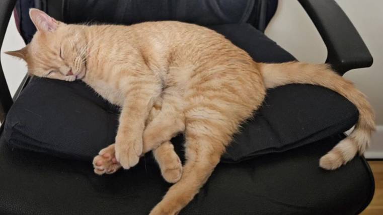 Urgent Assistance Needed for My Cat Colon's Allergy