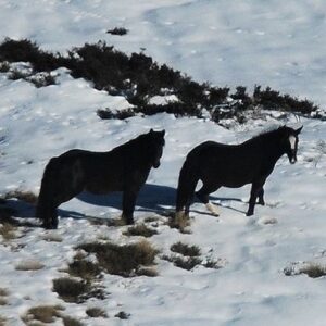 Join our fight to save Victoria’s Alpine Brumbies.