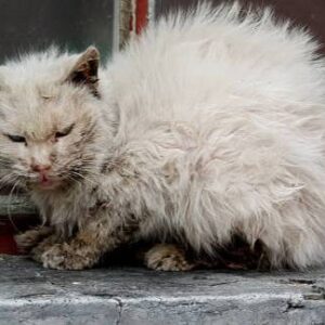 Help My Furry Friend Fight for Life