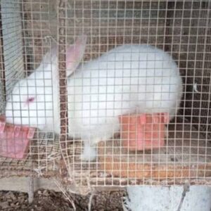 Donation for the rabbit house