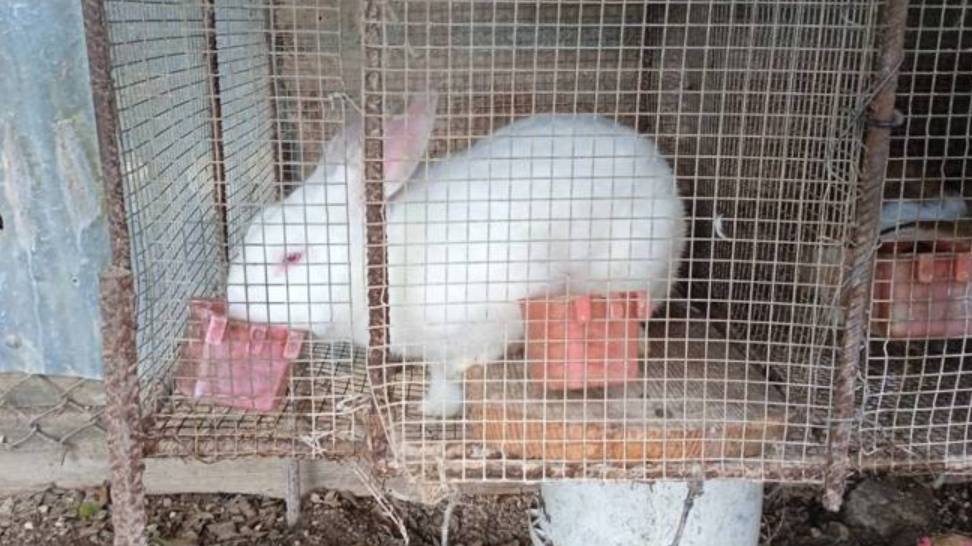 Donation for the rabbit house