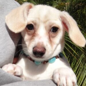 SIERRA NEEDS US ~ She's just a Puppy