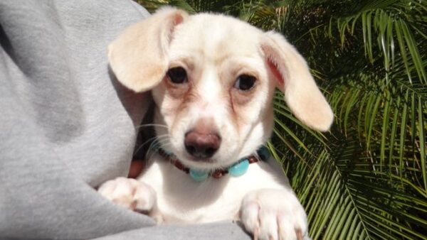 SIERRA NEEDS US ~ She's just a Puppy