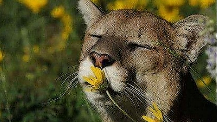 Austerity Lane - Mountain Lions and Kitty Cats - oh My!