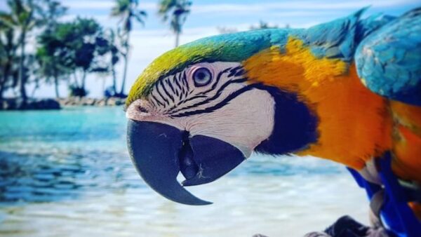Please help Manko the Macaw make a difference