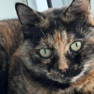Remi the Cat’s Pet Care