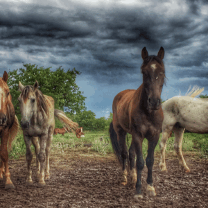 Re-Wild 10-20 Wild Horses - Save from Slaughter