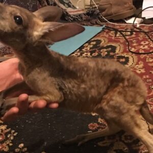 SAVE ORPHANED WILDLIFE BABIES