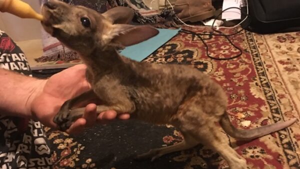 SAVE ORPHANED WILDLIFE BABIES