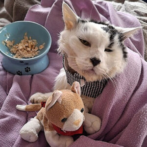 EMERGENCY APPEAL - Help save pet rescue charity at risk of closure