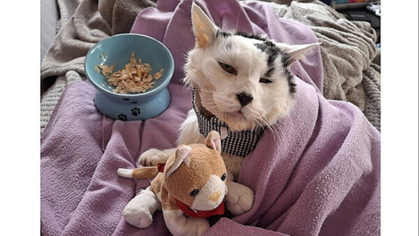 EMERGENCY APPEAL - Help save pet rescue charity at risk of closure