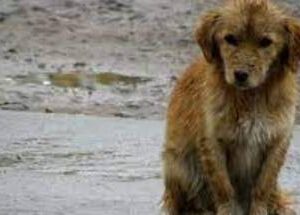 WE NEED MORE URGENT SPACE, FOR THE HOMELESS PUPPIES.