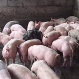 Hungry pigs need food
