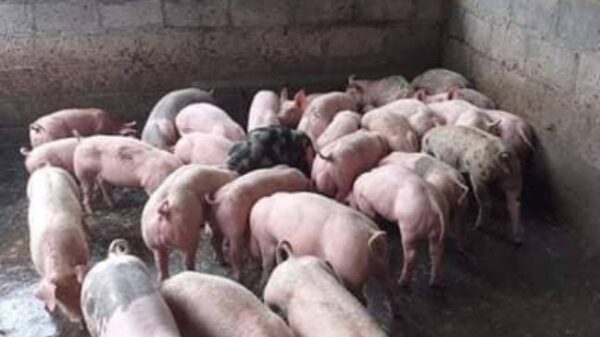 Hungry pigs need food