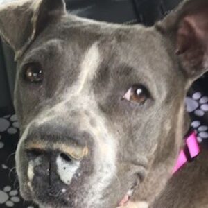Helping ACCT Save Philly's Pets