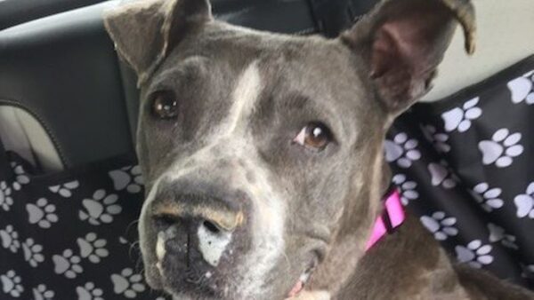 Helping ACCT Save Philly's Pets