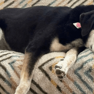 A Desperate Plea: Save Lucy’s Life!