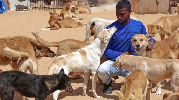 Help us raise funds for Sulala Animal Rescue