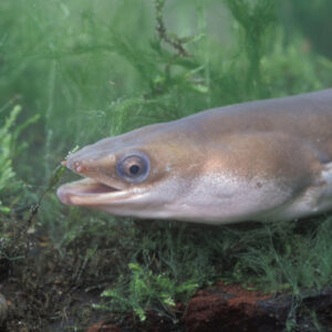 Save the European Eel – Before It's Too Late!