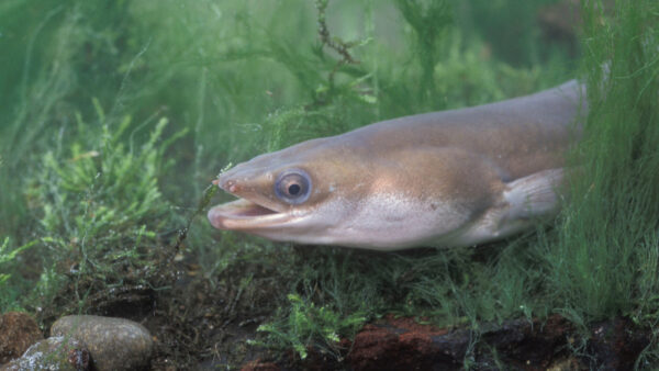 Save the European Eel – Before It's Too Late!