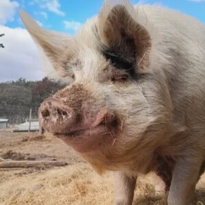 EMERGENCY FEED, WATER & VETERINARY FUNDING!