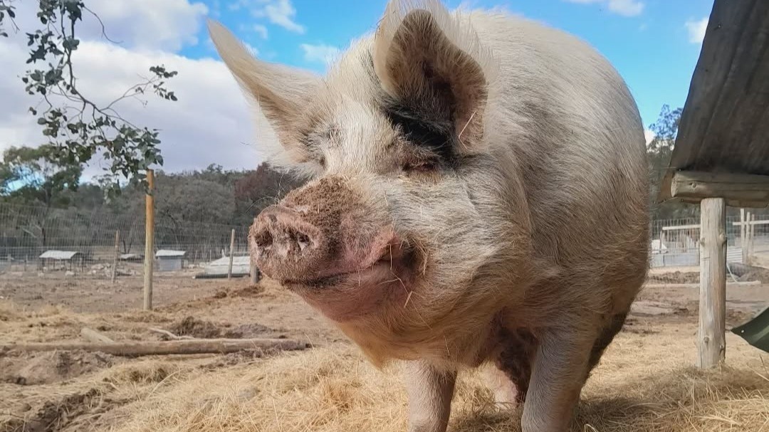 EMERGENCY FEED, WATER & VETERINARY FUNDING!