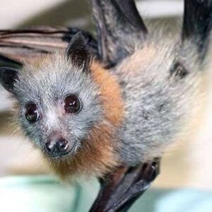 Flying-foxes need your help