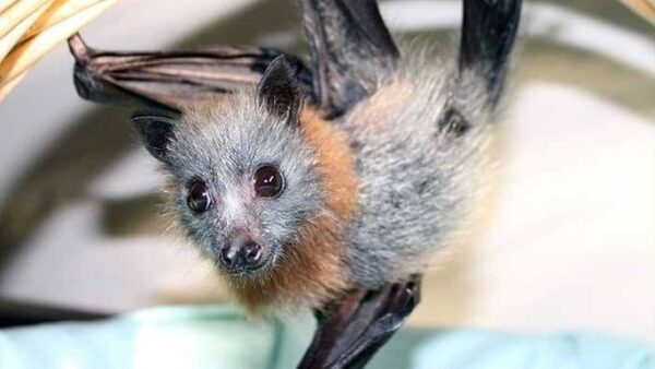 Flying-foxes need your help