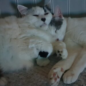 Help save pet rescue charity at risk of closure