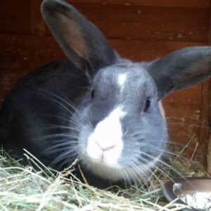 **16** bunnies in need! please help