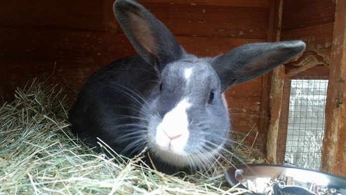 **16** bunnies in need! please help