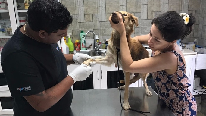 Bring a stray (who was caught in a snare) home with us.