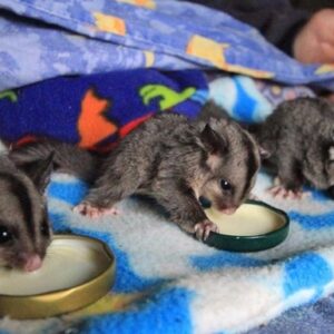 Help Wallabia Wildlife Shelter rebuild after Goongerah fires