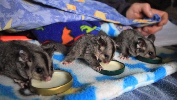 Help Wallabia Wildlife Shelter rebuild after Goongerah fires