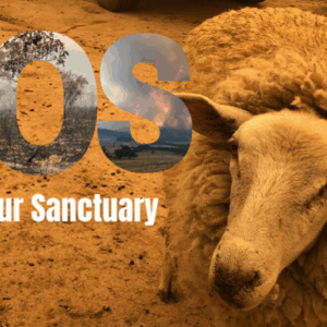 Surviving Summer: Bushfire and Drought Appeal Update - Thank you