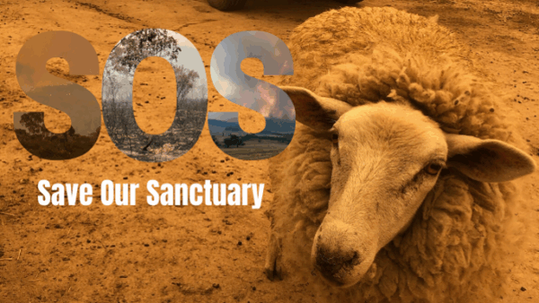 Surviving Summer: Bushfire and Drought Appeal Update - Thank you