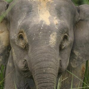 Animal Care and Rights Development in Borneo