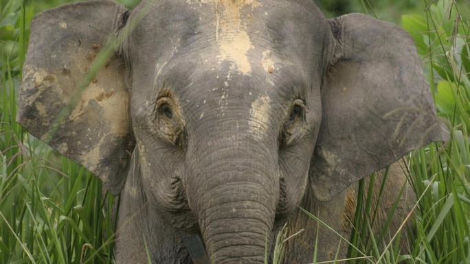 Animal Care and Rights Development in Borneo