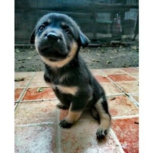 Dog Wheelchair - Let's Give Her Freedom!!