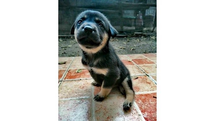 Dog Wheelchair - Let's Give Her Freedom!!