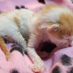 June and July funds needed to run Cat and Dog Rescue Sanctuary