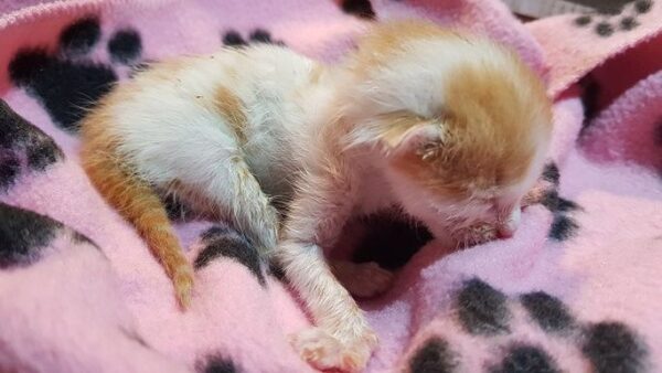 June and July funds needed to run Cat and Dog Rescue Sanctuary