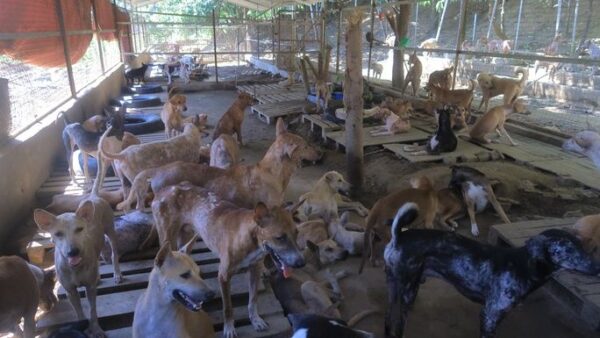 Save 2,000 Dogs in Myanmar