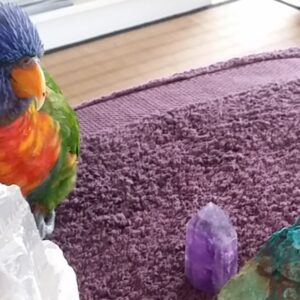 Give Australian Companion Birds a Voice!